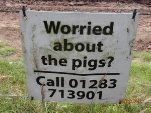 Worried about the Pigs