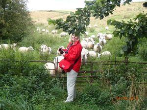 Caroline attracting the sheep.