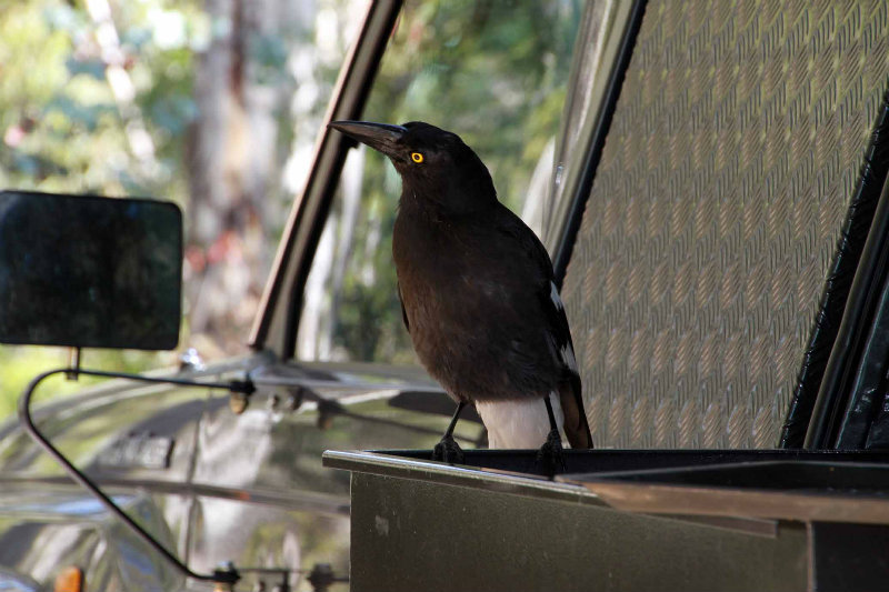Hungry Pied Currawong