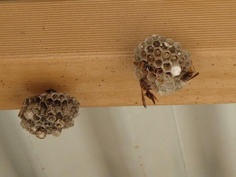 Busy Bee's-well wasps