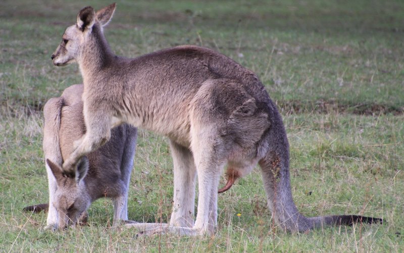 Mating Habits of a Kangaroo