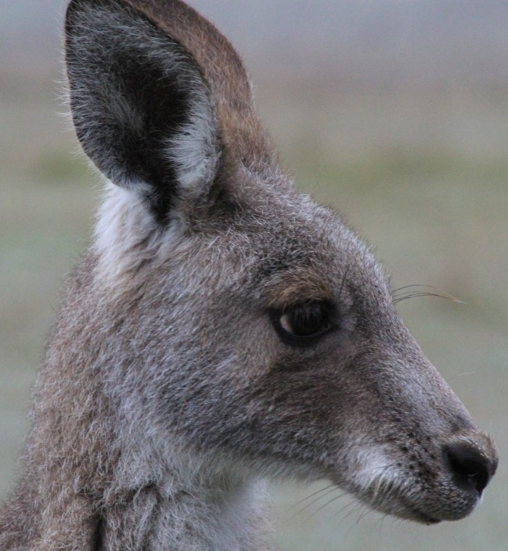 Kangaroo Watch