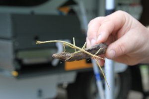 Stick insect