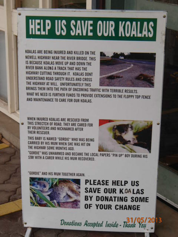 Save our Koala's