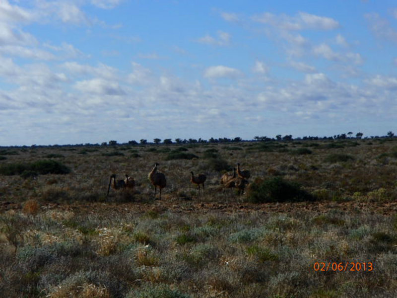 Emu's