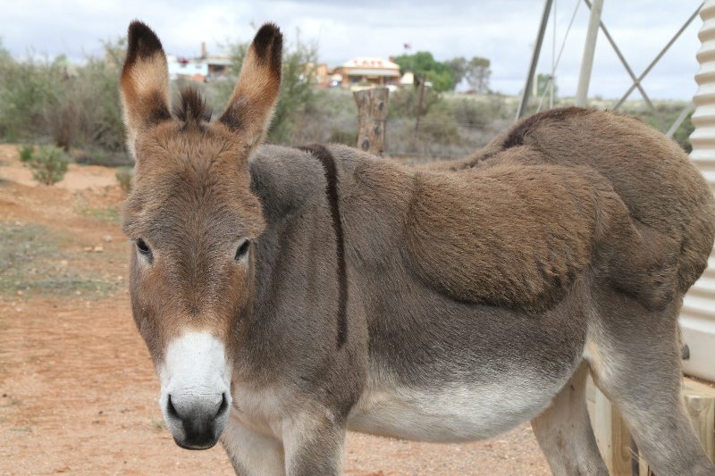 Grumpy Donkey