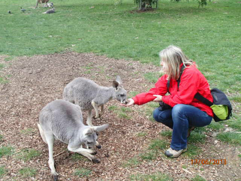 Kangaroo Caroline