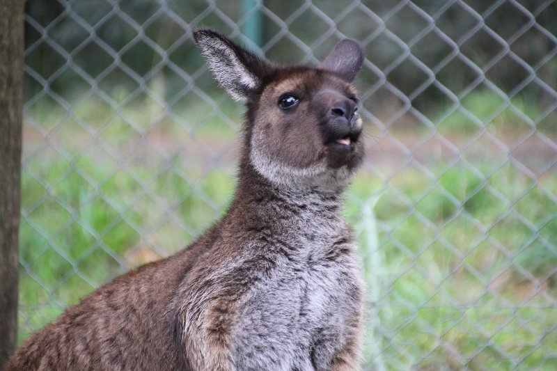 Cheeky Roo