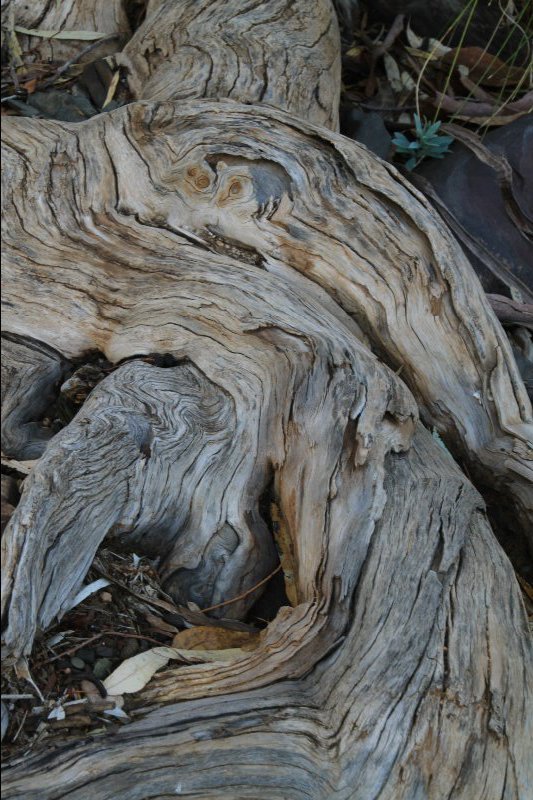 Twisted Tree Trunk