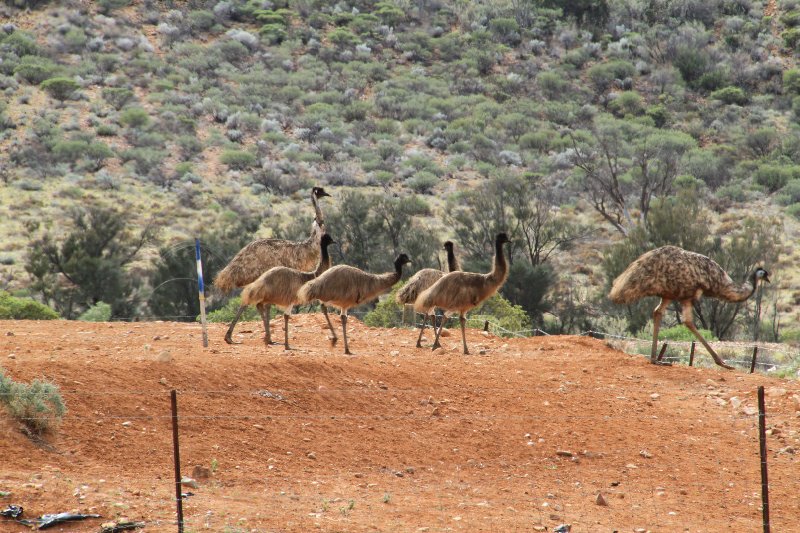 A Mob of Emu's 