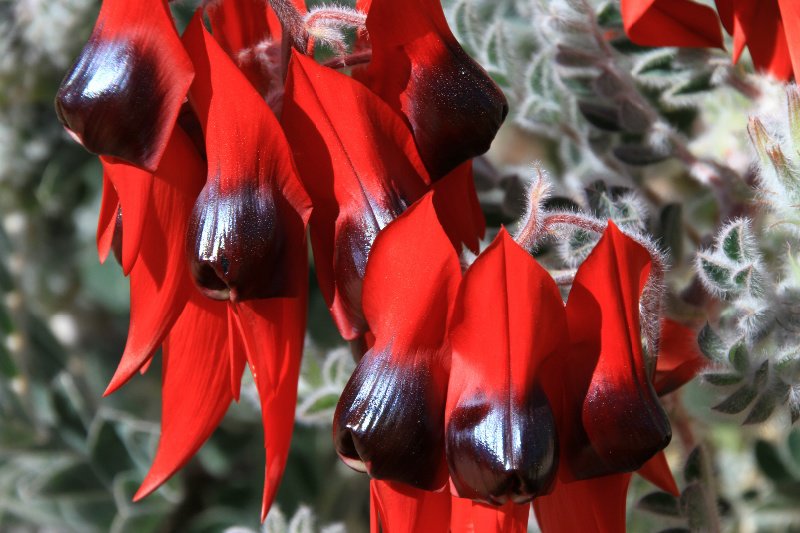 Sturt Desert Peas