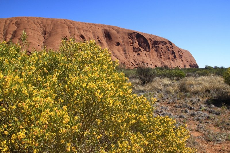 Wildflowers of Uluru