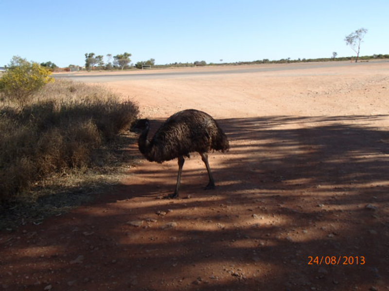Curtin Springs Emu