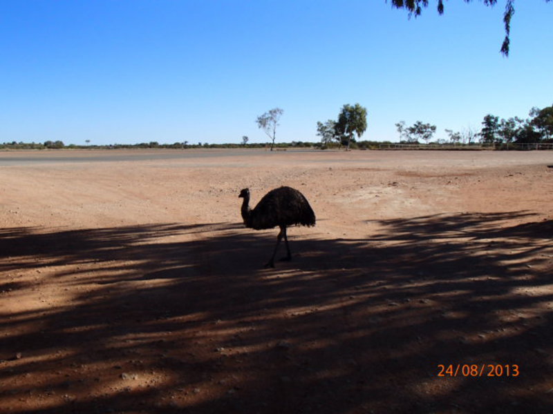 Curin Springs Emu