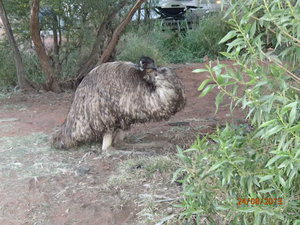Beware the sleeping Emu