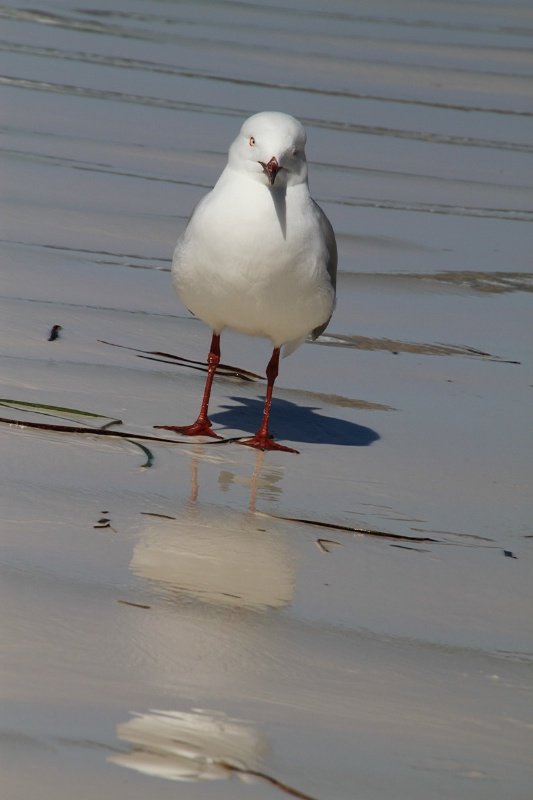 Local Seagull