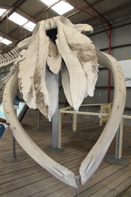 Skeleton of a Pygmy Blue whale