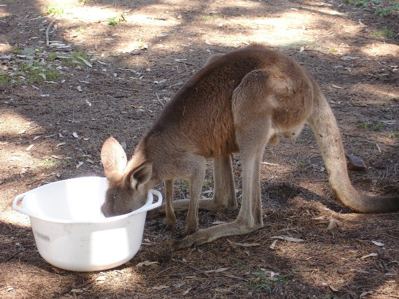 Thirsty Roo
