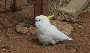  Sulpher Crested Cockatoo