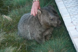 Wombat-Tasmania