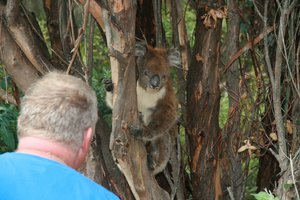 Andy & Dennis (The Koala)