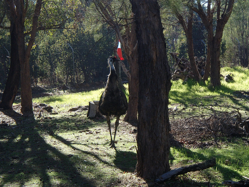 Emu at Karakin