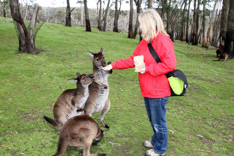 Kangaroo Jacks 800th blog