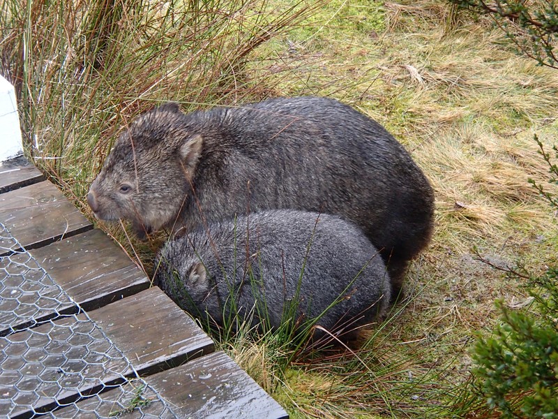 Wombat-Cam