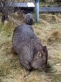 Wombat-Cam