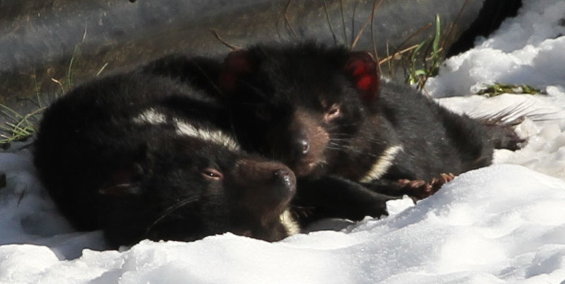 Juvenile Tasmanian Devils