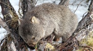 Juvenile Wombat