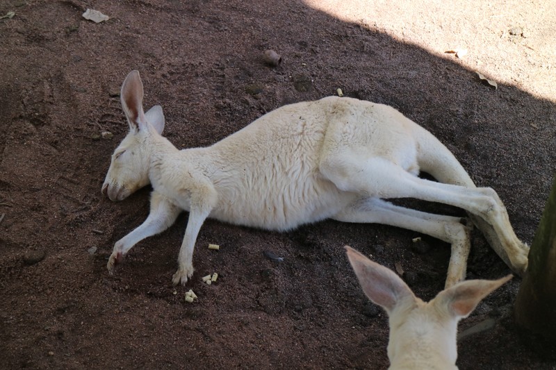 Albino Kangaroo