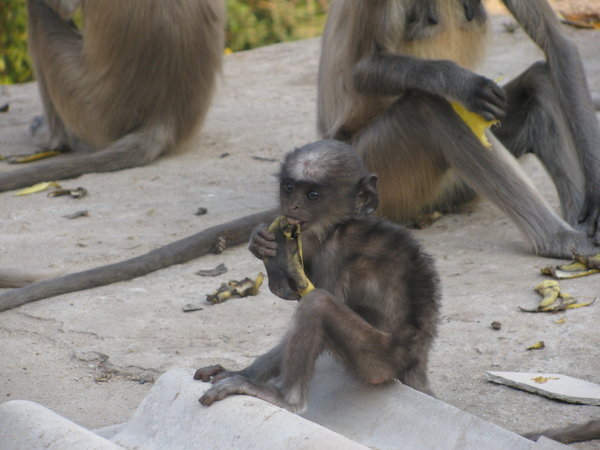 Monkey at Monkey Temple