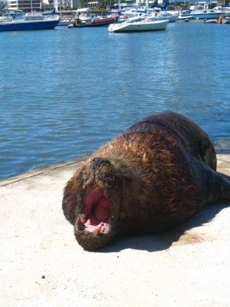 Sea Lion, Punta del Este