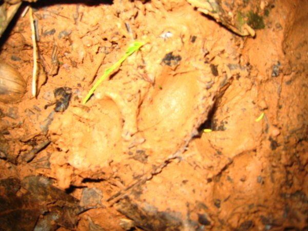 Jaguar footprint