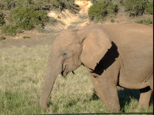 Tuskless female elephant