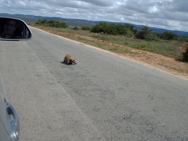 Leopard Tortoise on the road
