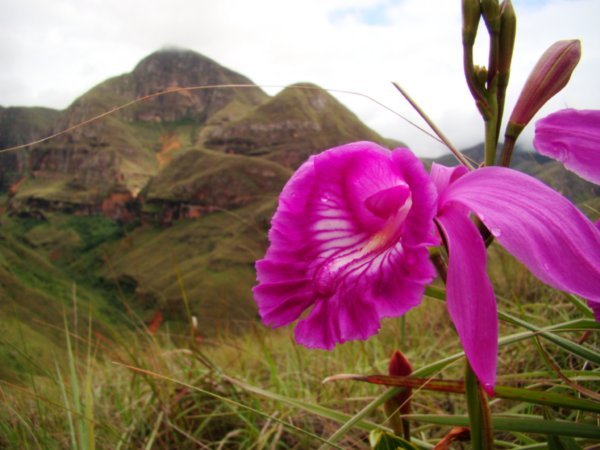 Orchids and Mountains