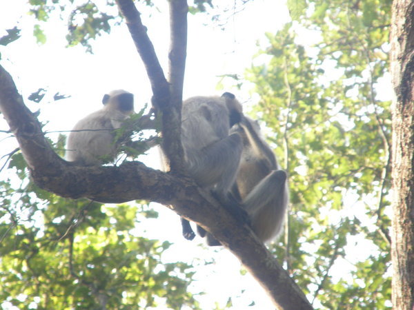 Cuddly common langur monkeys