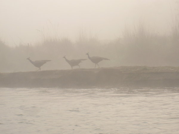 Peacocks in the early morning mist
