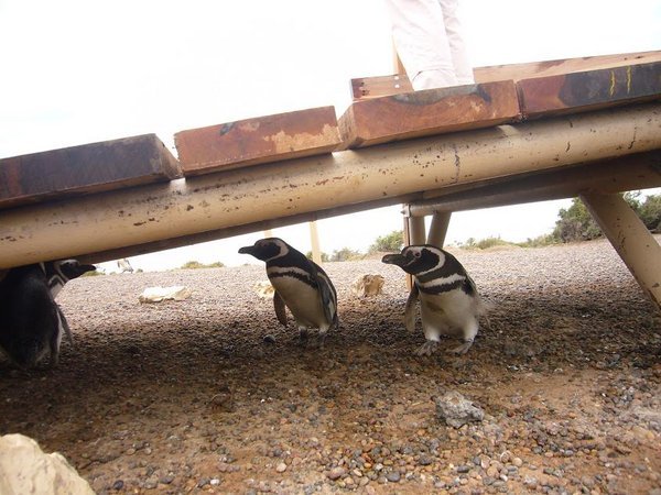 Pinguins 2