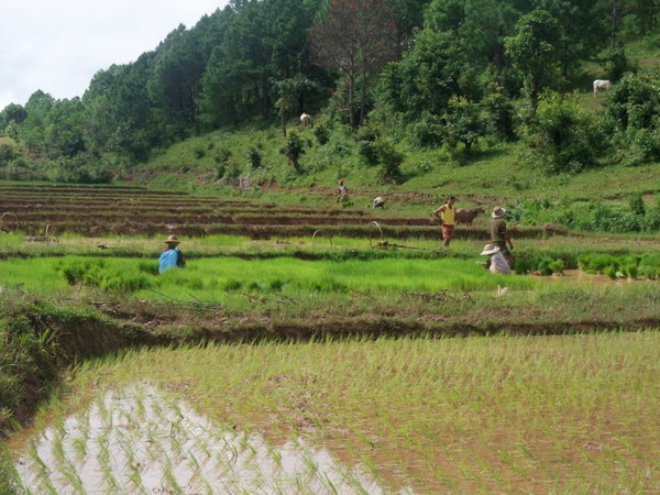 Walking through rice fields
