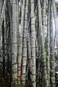 Thick, impressive bamboo