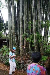 P'Yong searching for bamboo cuttings