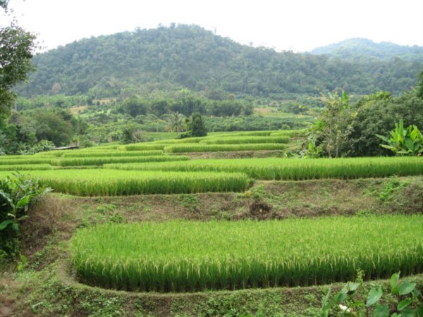 Some rice paddies