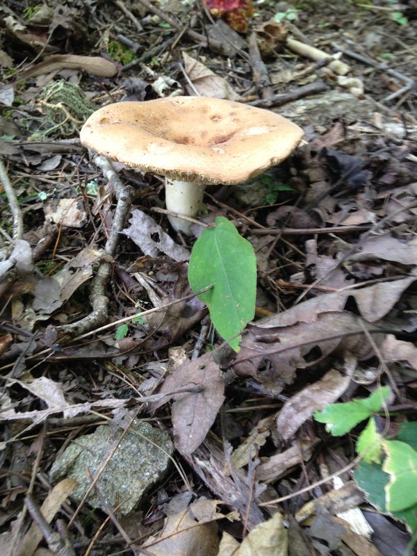 Mushroom growing in the humidity