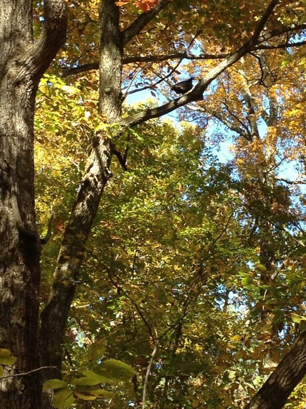 Wild turkey in tree