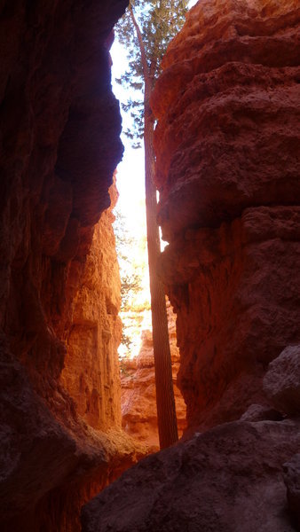 narrow trail 