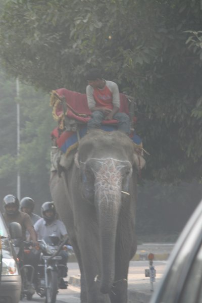 How many mpg does an elephant get?