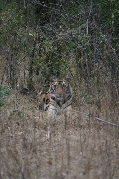 bandhavgarh evening tiger 027